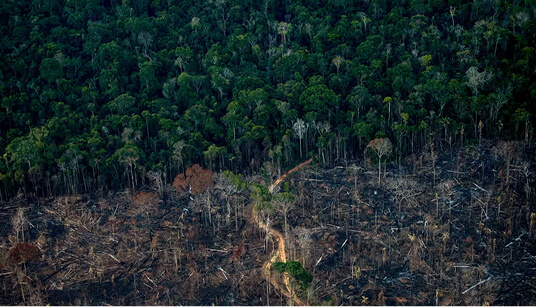 Aerial view showing dense green forest contrasting with deforested barren land divided by dirt path.
